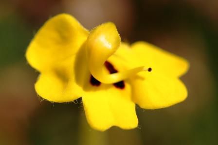 Pedicularis