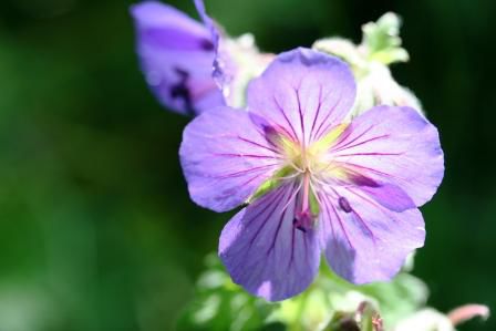 Geranium