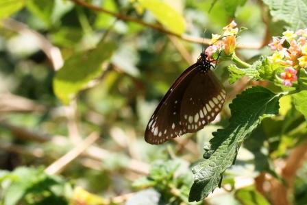 Common indian Crow (die gewoehnliche indische Kraehe) Euploea core core Fam. Danaidae