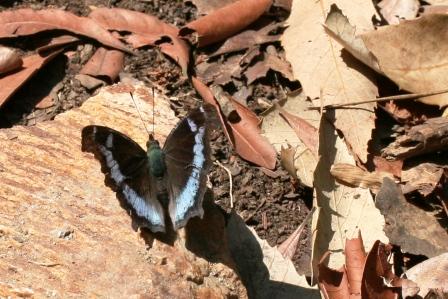 Blue Admiral Kaniska canace canace Fam. Nymphalinae