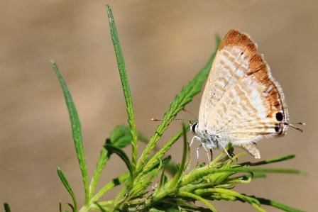 Ich kann euch nur sagen, auf welcher Pflanze dieser Schmetterling sitzt...