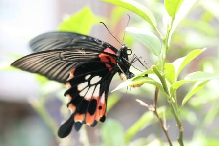 Und den habe ich nicht etwa in irgendeinem Nationalpark entdeckt. Nein, das fliegende Wunder (wirklich min. 14 cm Spannweite!) hat in der stinkigsten Stadt (Kathmandu) in der stinkigsten Ecke (Thamel) zu mir gefunden. Ich war wie elektrisiert, und bin wie ein Irrer (die Leute in dem Restaurant halten mich bestimmt fuer verrueckt!) hinter ihm her gehuscht, aber in der Luft war er nicht zu erwischen. Aber wie durch ein Wunder setzte er sich fuer 3 Sekunden an diese Zitronenpflanze. Zeit genug fuer mich. 9 Bilder (7 unscharf und 2 sind geil).
Die Frage war dann nur, warum hat er das gemacht? Wollte er vielleicht fotographiert werden? (Waere nicht das erste Tierchen das seltsamerweise mal still haelt) Denn an der Zitrone war keine einzige Bluete. Man sieht auch, dass der Saugruessel eingefahren ist. Der genaue Betrachter erkennt den tieferen Sinn in seinem Handeln...
Fortpflanzung... er legt gerade Eier!
Danke meine Liebe, danach war ich 2 Stunden lang mega happy!
Und jetzt weiss ich auch endlich den Namen: Der grosse Mormone (Great Mormon)
Papilio memon agenor (f. distriantus-Summer Fam. Papilioninae
