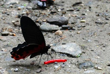 Bei ihm bin ich mir ja sehr unsicher.
Aber ich glaube es ist: Great Mormon Papilio memon agenor (f. agenor)