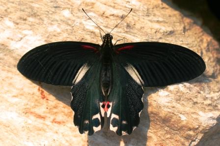 Papilio memon agenor (f. agenor)