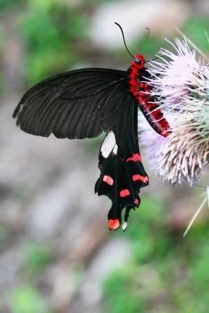 Common Windmill (die gewoehnliche Windmuehle) Atrophaneura polyeucetes letincius