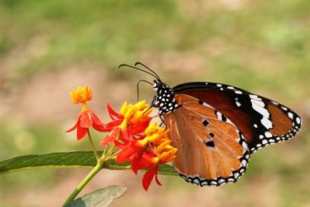 Plain Tiger Danaus chrysippus chrysippus Dieser sehr schoene Schmetterling kommt hier sehr haeufig vor und ist ungeniesbar fuer Fressfeinde