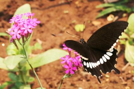 Papilio polytes romolus (f. cyrus) Das ist mal n Name! Also Common Mormon reicht auch, aber von dem gibts hier eben tausend Variationen