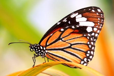 Der common Tiger Danaus genutia
dieser Wunderschoene Schmetterling, ist einer der naechsten Verwandten des Monarchs und ist fuer die meisten Raeuber (Predatoren) ungeniessbar (distasteful). Deswegen wird sein Muster von vielen anderen Schmetterlingsarten immitiert (Mimikri)
