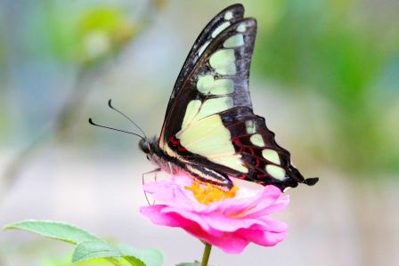 Glassy Bluebottle Graphium cloanthus cloanthus