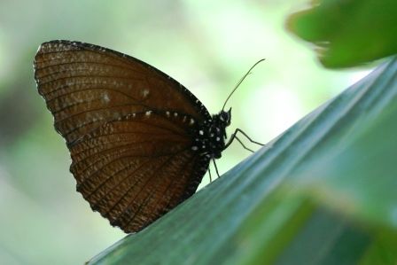 Dieser sehr unscheinbar anmutende Schmetterling zeigt im Flug seine wunderschoen blau schillernden Oberseiten (leider war es mir unmoeglich ein Foto davon zu machen). Der Schmetterling gehoert zu den Kraehen (Crows) Gattung Euploea und man kann ihn dabei beobachten, wie er sein Terretorium sehr hart gegen andere Schmetterlinge zwischen den Bananenhainen verteidigt...