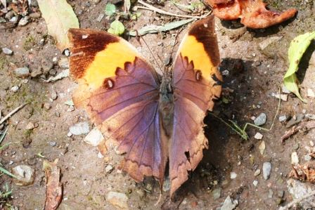 Aber nur von unten ist er ein Blatt, denn so sieht er von oben aus.
orange oakleaf Kallima inachus