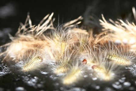 Und so sahen die kleinen Wuschels aus