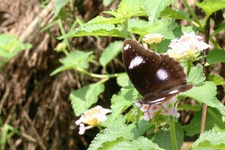 Eine maennliche great Eggfly Hypolimnas bolina jacintha