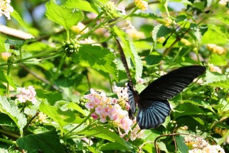 Common Readbreast Papilio rhetenor rhetenor
ohne ihn fotographiert zu haben, wollte ich nicht sterben...