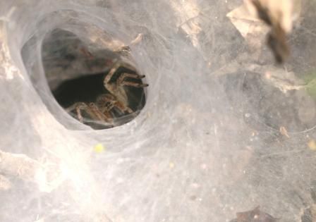 Diese Spinnen sind ca. 5 cm gross (mit Beinen) und bauen and den Wegraendern ihre Trichternetze
