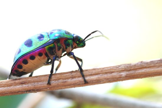 Dieses schoene Exemplar, aus der Ordnung der Choleoptera (halt alle Kaefer) ist scheinbar extra vor meiner Nase auf einem Stock gelandet. Als wollte er fotographiert werden.