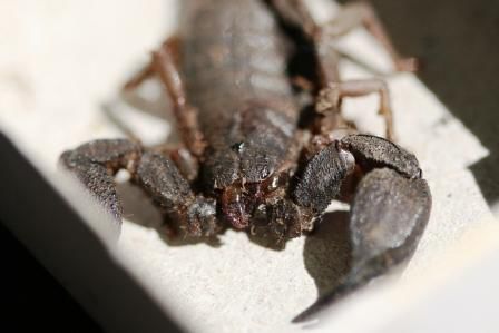 Ein toter Skorpion aus den Bergen in Uttaranchal