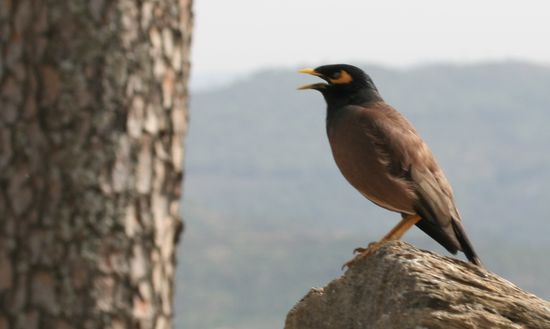Diese lustigen Voegel gibt es in Almora ueberall. Von ihrem Verhalten und ihrem Gesang erinnern sie mich sehr an unsere Beo's (die es in Zoohandlungen zu kaufen gibt, da sie "Hallo" lernen koennen)
Man findet sie auch in Nepal fast uebeall