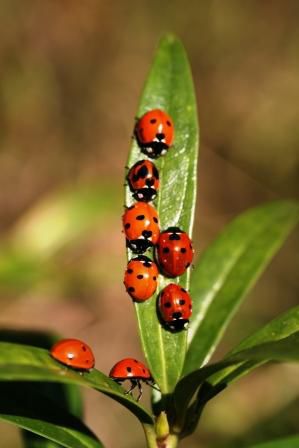 Ladiebugs