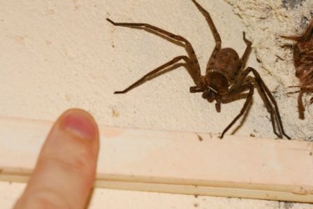 Fuer mich ja bisher Platz 1. (Man muss bedenken, mein Finger war naeher an der Linse als die Spinne)
