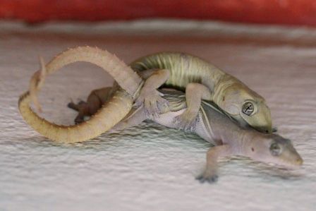 Ist das da ein Herz, dass die Geckos mit ihrem Schwanz formen?
Zum Glueck dauert der Geckosex laenger als der durchschnittliche deutsche Geschlechtsverkehr (laut Statistik nur 4 Minuten, hab ich mal gelesen). Denn somit hatte ich genuegend Zeit waehrend der Homeworkclass zu meinem Haus zu rennen und meine Kamera zu holen