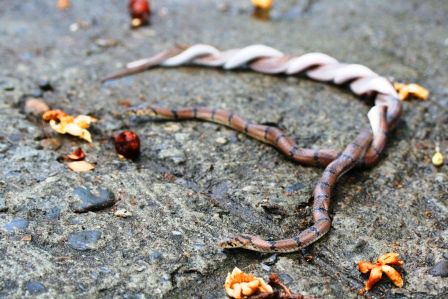 Also wir diese Turteltauben auf dem Weg im Kinderdorf gefunden haben, war das Geschrei gross. Vor Schlangen haben dann sogar die Nepali etwas Angst. Aber diese waren wirklich klein (weniger als 1 Meter lang) Aber einmal ist vor mir, als ich mit dem Fahrrad unterwegs war, eine wirklich armdicke 3 Meterschlange ueber die Strasse gehuscht. Da wird einem dann scho anners...