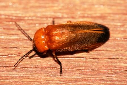 So sehen die Nepali-Gluehwuermchen aus (fireflys). Allerdings gluehen sie nicht gruen, sondern sie blinken. Ich hab auch schon eins gefunden das orange blinkte.