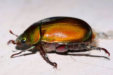 Diese dicken Kaefer vesuchen jeden Abend meine Gluehbirne durch das Gegenfliegen zu zerstoeren...