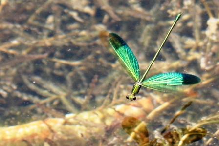 wunderschoene Libellen gibts hier...