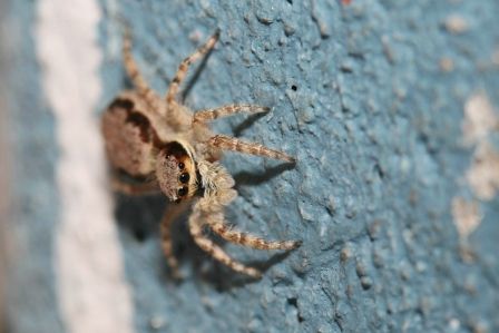 Wie man an den dicken Frontscheinwerfern erkennen kann, handelt es sich hier um ein Springspinne!