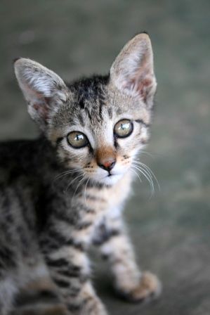 Eine der wenigen Katzen, die ich bisher auf meiner Reise in einem Bergdorf gefunden habe. Nepali moegen, aus mir unerklaerlichen Gruenden, keine Katzen. Dafuer haelt sich hier jeder einen haesslichen, kackenden und die ganze Nacht durchklaeffenden Koeter!