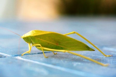 Wieder einer der sich als Blatt versucht...