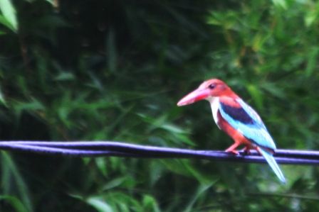 der white breast Kingfisher! sehr schwer vor die Linse zu bekommen, deswegen ist das Foto auch nicht so besonders