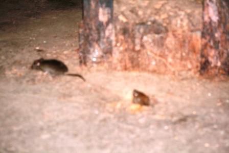 leider unscharf aber wahr: die Ratten quollen wirklich aus allen Loechern