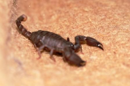 Der kleine Kerl (4 cm) wollte doch tatsaechlich mit uns kuscheln. Nix da. Wir sind nicht chelicerophil.