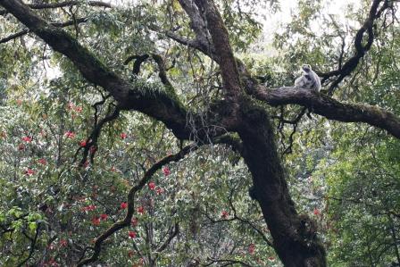 Und die Affen haengen in den Rhododendronbaemen und raeumen schon manchmal so manches Essenszelt leer.