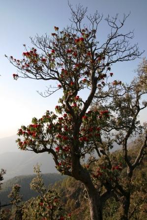 Schade dass die Rhododendron in Deutschland nicht so gross werden