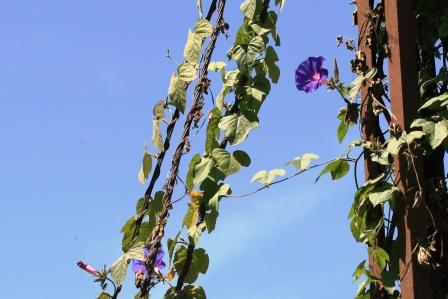 Die Prunkwinde (Ipomoea purpurea) wuchert hier fast ueberall die Leitungsbahnen zu