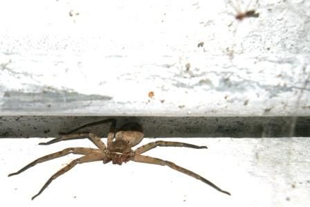 Schau mir in meine 32 Augen, Kleines...
Zum Groessenvergleich, sieht man rechts oben eine Zitterspinne (Koerper 1cm), die es auch in Deutschland gibt.