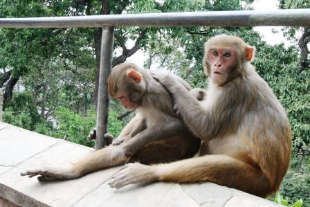 Erwischt! Wussten sie nicht, dass sexuelle Handlungen in der Oeffentlichkeit in Nepal mit dem Tod bestraft werden?
(Dann wuerde ich auch so gucken)
Wie... hoe?