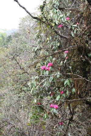 Jeder Bluehende Rhododendron war ein Traum