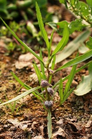 An alle Biologen dieser Welt: Was ist das? (Normale Menschen bitte nicht hinlesen: Die Bluten sind fuenfzaehlig! Aber das ist doch keine Asteraceae oder?)