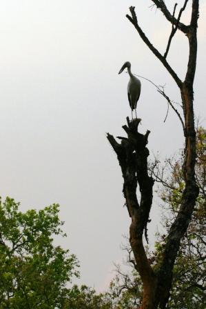 Der Storch