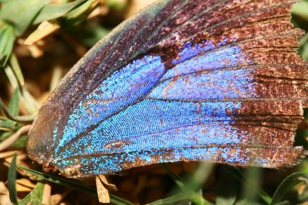 Da diese kleinen fliegenden Edelsteine unmoeglich zu fotographieren waren, mussten wir uns mit einem Fluegel zu frieden geben, den wir auf dem Weg gefunden haben. Der ist aber auch schon ganz schoen