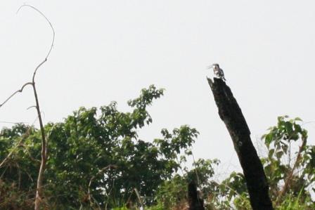 Ja so sieht ein Kingfischer (Verwandter unseres Eisvogel) aus, die man ohne Teleobjektiv fotographiert (Okay, ich hoere jetzt mal auf damit staendig ueber mein fehlendes Tele zu mosern)