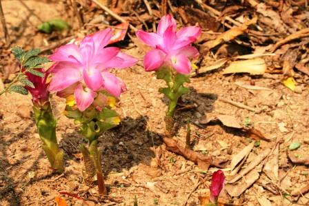 Curcuma aromatica