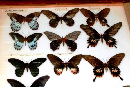 Meine Lieblingsfamilie (ist nur ein kleiner Ausschnitt), die Papilionidae (Schwalbenschwaenze)