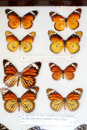 Wie meine fleisigen Berichtleser wissen sollten, handelt es sich oben um den Plain Tiger und unten um den Common Tiger. links sind die Weibchen und die unteren Exemplare zeigen stets die Fluegelunterseite.