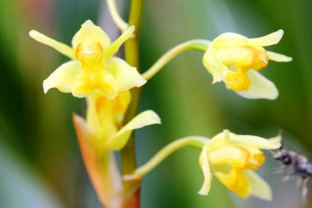Dabei muss ich gestehen, dass dieses Bild nicht an dem Tag enstanden ist, da die Orchideen fuer Makros unerreichbar in den Baeumen hingen. Diese hier war in einem Restaurant, aber es war die selbe Art wie im Wald