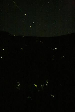 Oben kann man ganz schwach den Horizont und auch Sterne sehen, und unten leuchten die Gluehwuermchen.